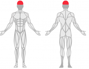 Graphic of the human body from the front and back showing the head area highlighted in red.
