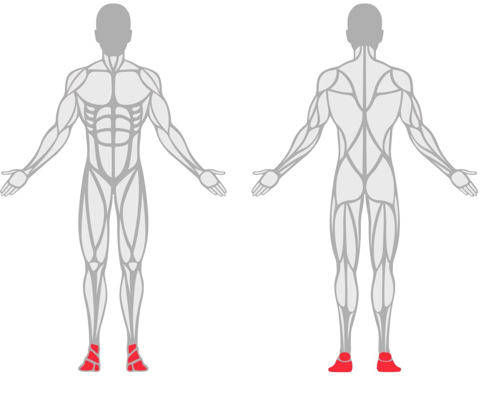 Graphic of the front and back of the human body highlighting the feet and ankles in red.