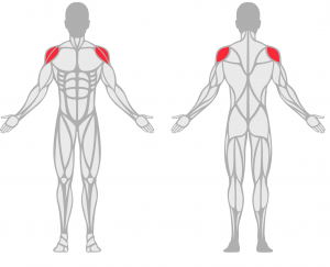 Overview of the human body with shoulder and rotator cuff area highlighted in red.
