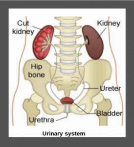 What is Urge Urinary Incontinence