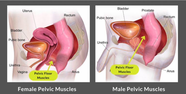 What is the Pelvic Floor
