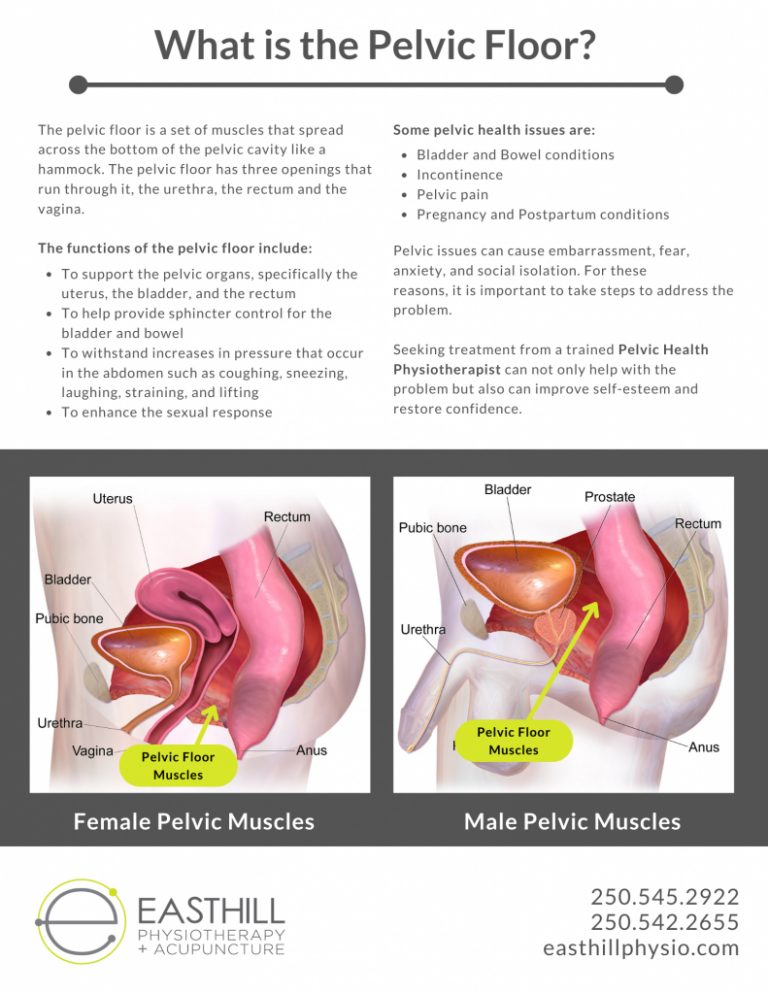 What-is-the-Pelvic-Floor